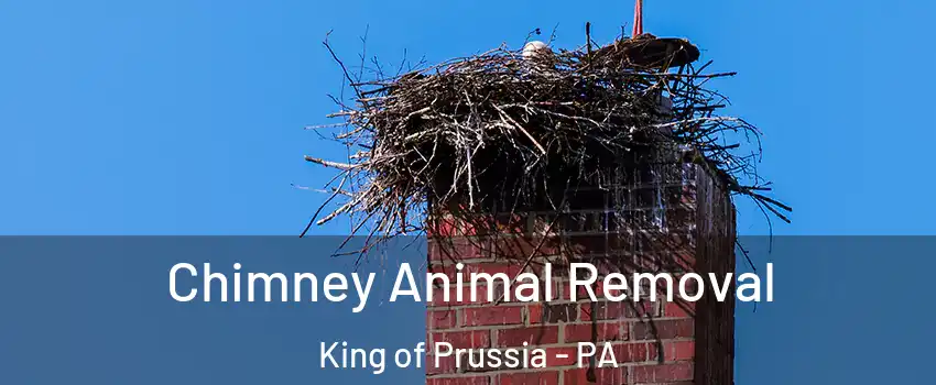  Chimney Animal Removal King of Prussia - PA