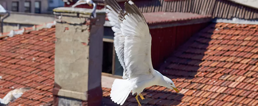 Residential Chimney Animal Removal Solution in King of Prussia, PA