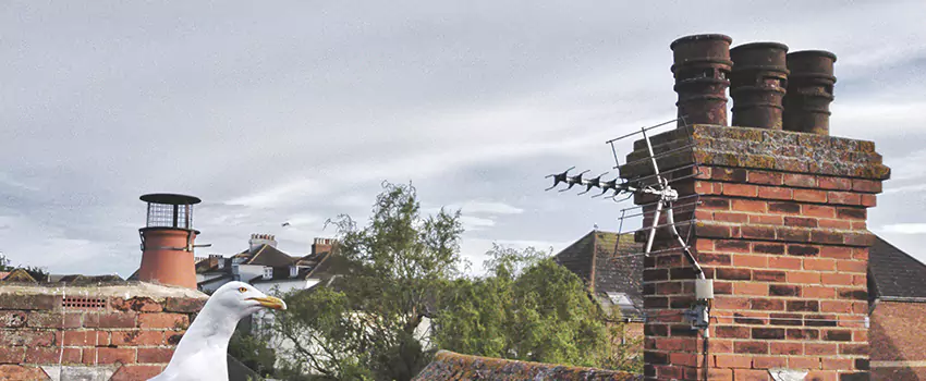 Chimney Cleaning And Restoration in King of Prussia, Pennsylvania